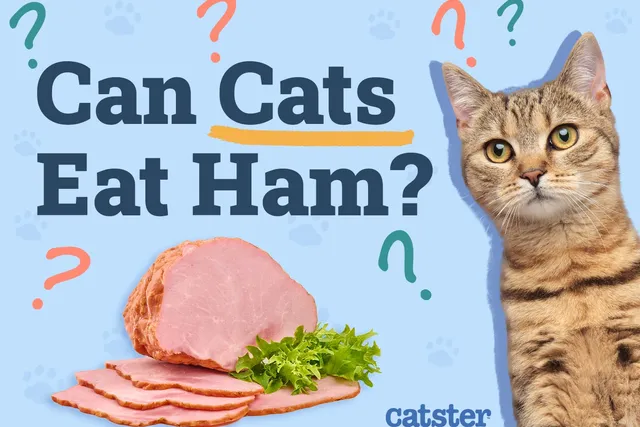 Can Cats Eat Ham? Vet-Approved Health Benefits & FAQ