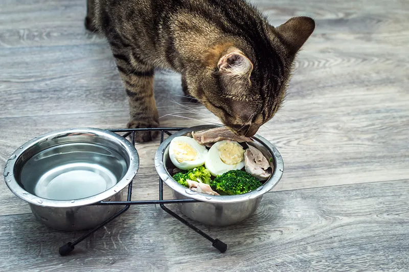 tabby cat eating fresh food