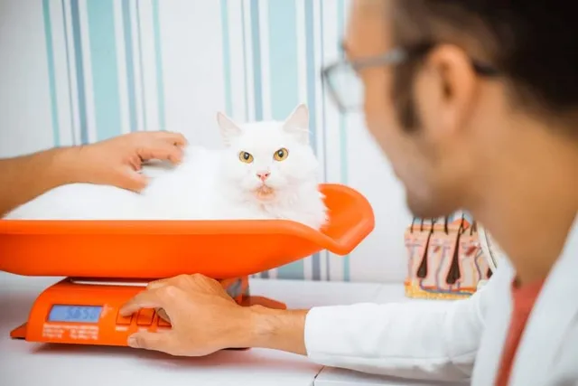 How Long Do Obese Cats Live? Vet Approved Facts & Health Tips