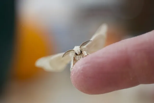 Is It Safe for Cats to Eat Moths? Vet-Reviewed Facts & FAQ