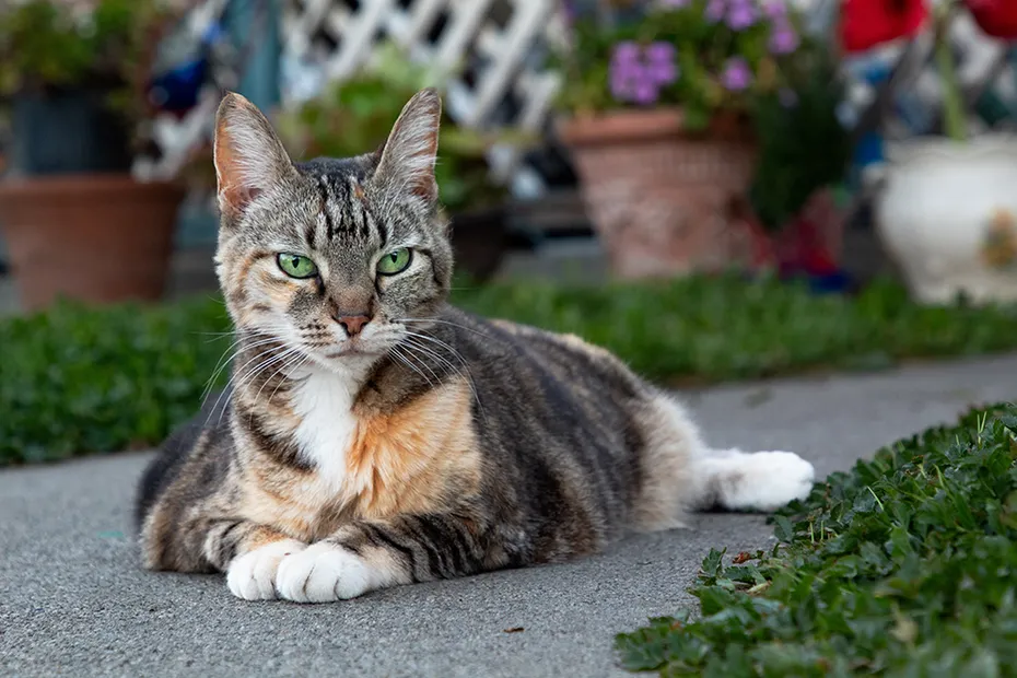 senior tabby cat lying on the ground