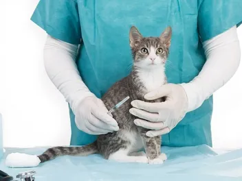 How to Prevent Diabetes in Cats: 7 Vet-Reviewed Tips