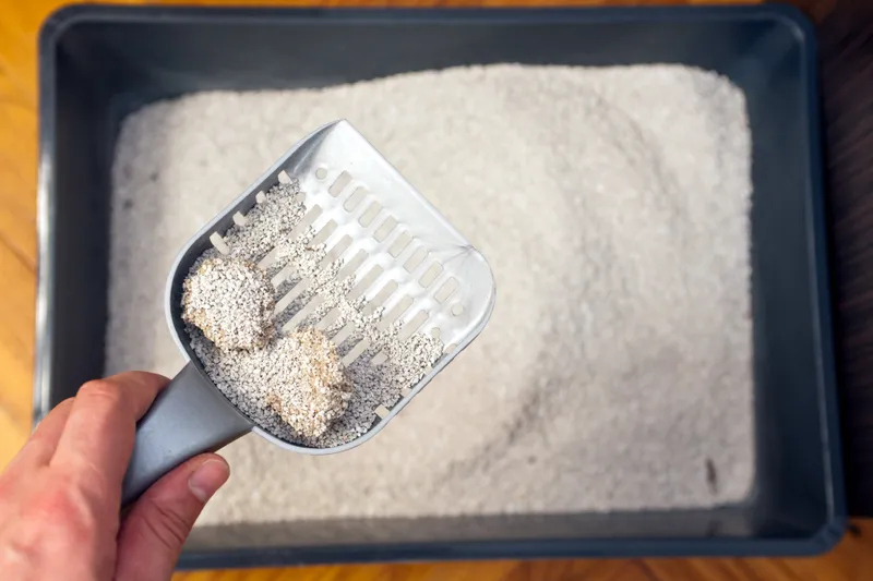 man holding a plastic shovel is removing cat poop from the litter