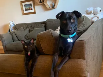 Everything I Need to Know About Cartoon Comedy, I Learned From My Pets