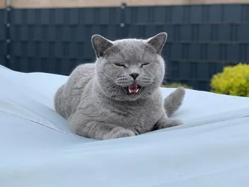 Why Is My Cat Squeaking Instead of Meowing? Vet-Verified Info & Reasons