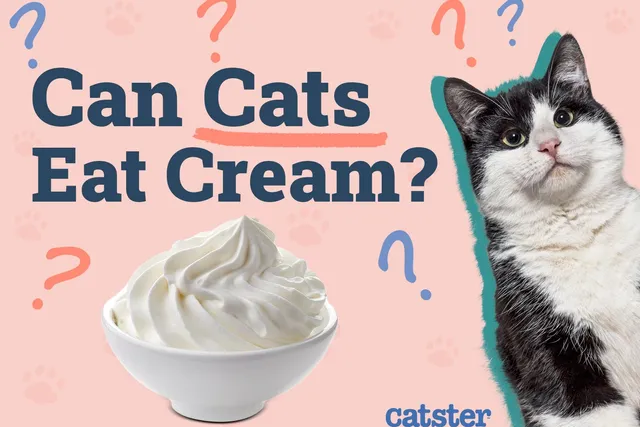 Can Cats Eat Cream? Vet-Reviewed Feeding Facts
