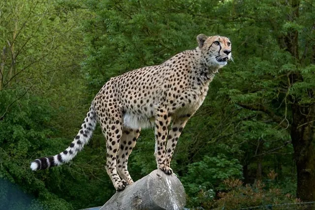 Can Cheetahs Purr? Exploring the Sounds They Make