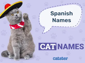 100+ Spanish Cat Names: Ideas for Vibrant and Outgoing Cats