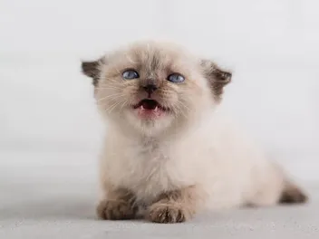 Kitten Teething: Vet Reviewed Signs, Timeline & FAQs