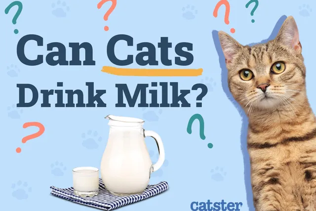Can Cats Drink Milk? Vet Approved Nutrition Facts & FAQ