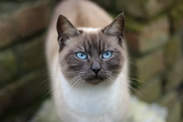 Applehead Siamese Cat Breed Info: Pictures, Traits & Facts
