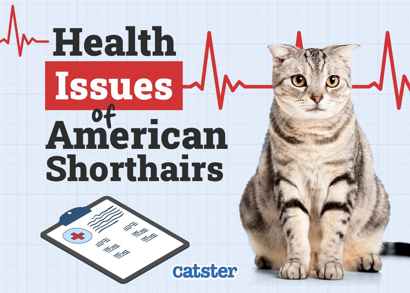 Catster_Health Problems of American Shorthair