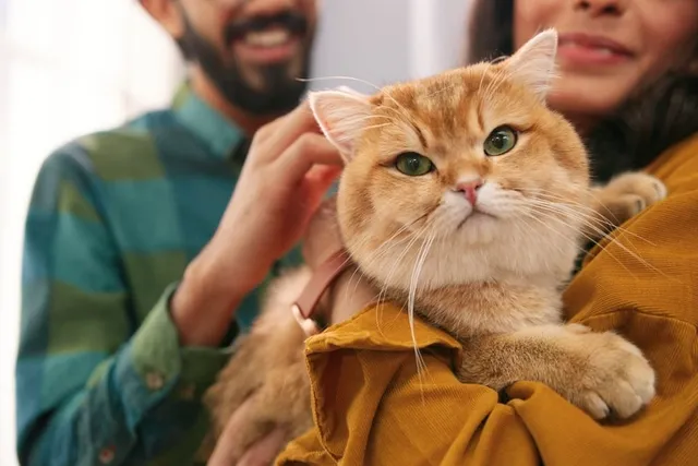 How Does a Breakup Affect a Cat? Potential Ways & How to Help