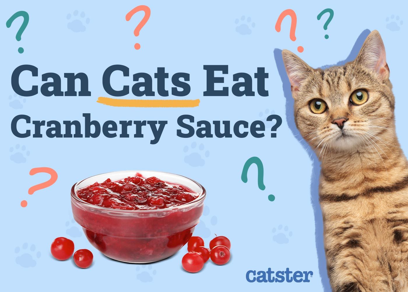 Can Cats Eat Cranberry Sauce