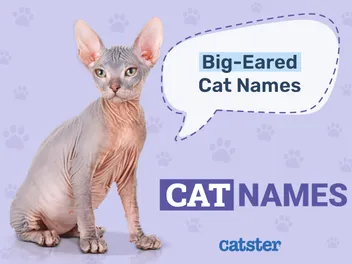 190+ Big-Eared Cat Names: Creative and Funny Ways to Call Your Pet