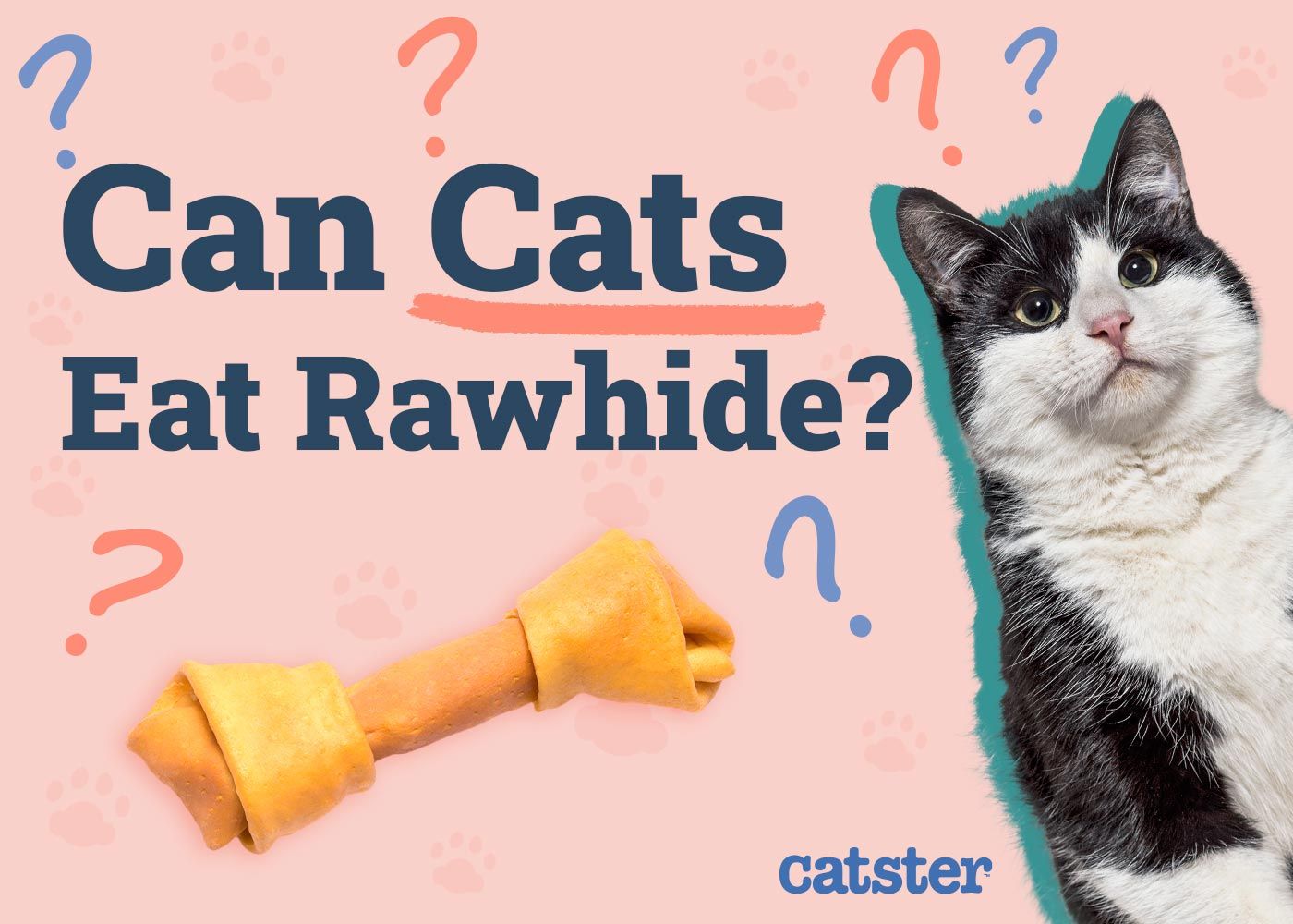 Can Cats Eat Rawhide
