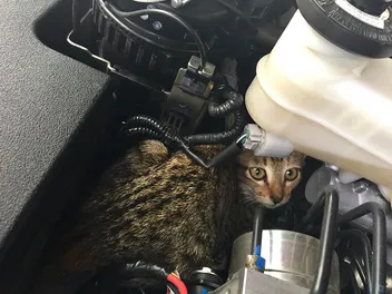 How Do Cats Get Under Car Hoods? Vet-Reviewed Guide on What to Do & Prevention Tips
