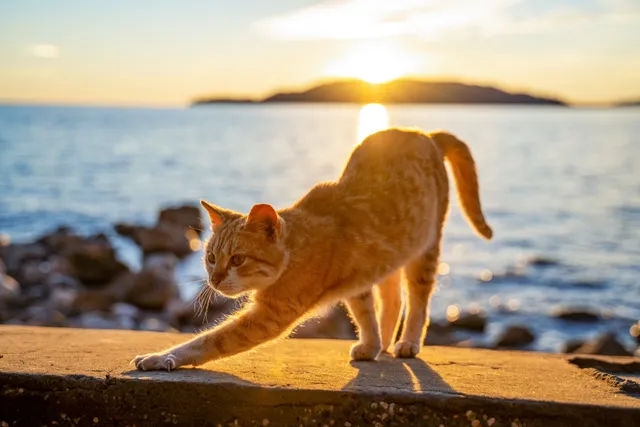 Why Do Cats Like the Sun? 6 Reasons & Safety Tips