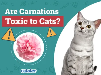 Are Carnations Toxic To Cats? Vet-Reviewed Health & Toxicity Explanation