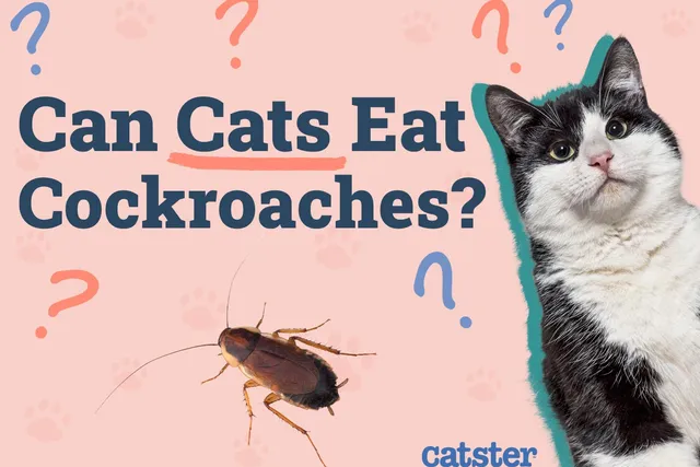 Can Cats Eat Cockroaches? Vet-Verified Facts, Risks & Tips