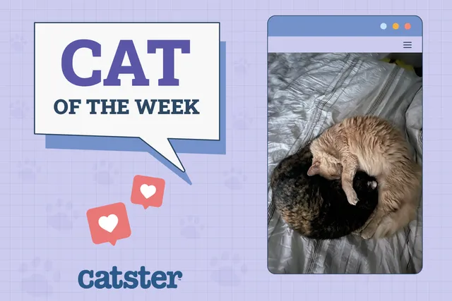 Catster Photo Contest: Cats of the Week Winners (September 18, 2025)