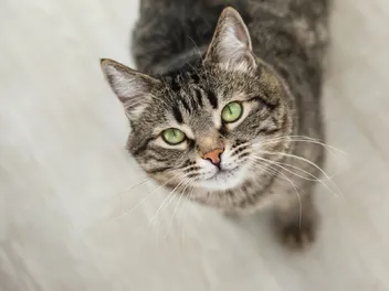 Why Doesn’t My Cat Purr? 6 Possible Reasons (Vet Reviewed)