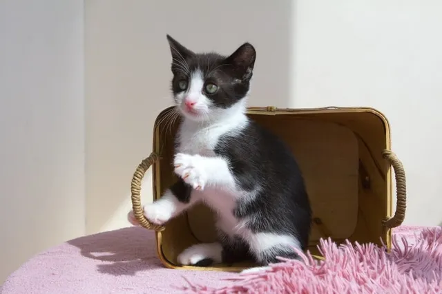 How Do I Know When My Kitten Needs to Pee or Poop? 5 Vet-Approved Signs to Look For!