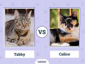 Tabby vs. Calico Cats: What’s the Difference? (With Pictures)