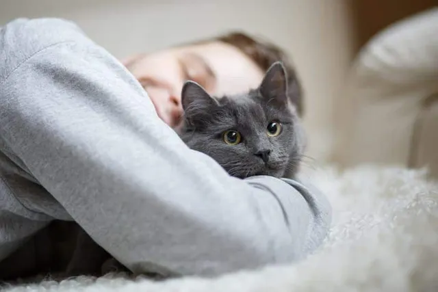 15 Most Affectionate Cat Breeds That Love Cuddles (With Info & Pictures)