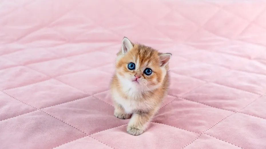 Chinchilla kitten on a pink pillow
