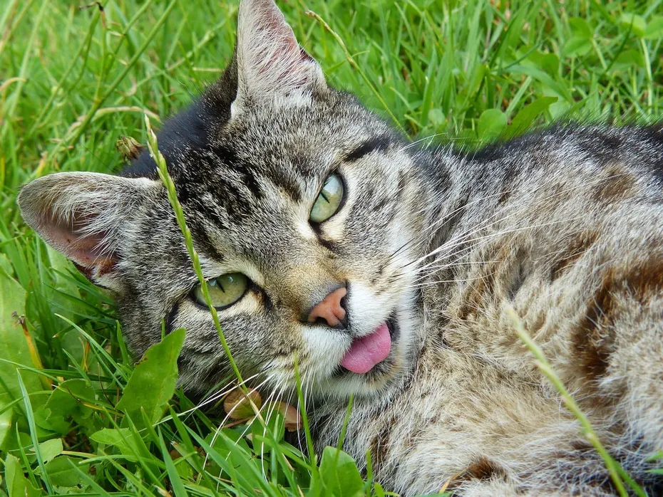 cat on the grass blepping