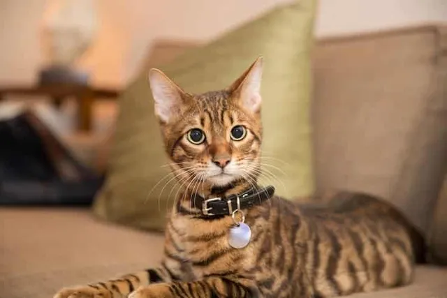 How Much Does It Cost to Own a Toyger Cat? 2026 Pricing Guide
