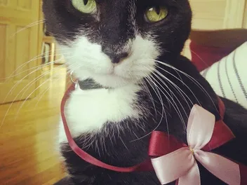 We Talk to JD Samson of the Band MEN About Her Cat, Dirty