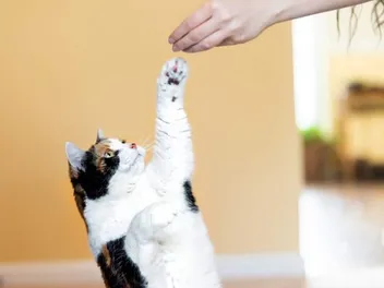 How to Clicker Train a Cat: 4 Vet-Approved Steps