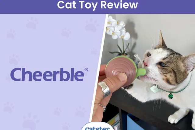 Cheerble Wicked Snail Review 2026: Our Expert’s Opinion