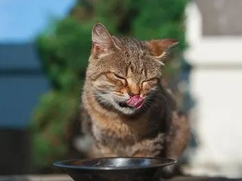 9 Human Foods That Cats Can Safely Eat: Vet-Reviewed Dishes