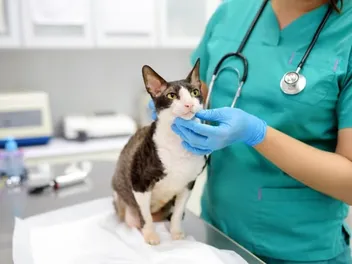 Does My Cat Need a Veterinary Neurologist? 5 Vet Reviewed Signs