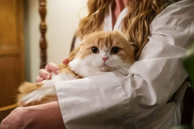 National Cat Day 2026: Everything You Need to Know