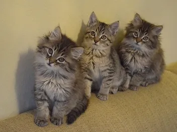 We Chat with the Author of "The Itty Bitty Kitty Committee"