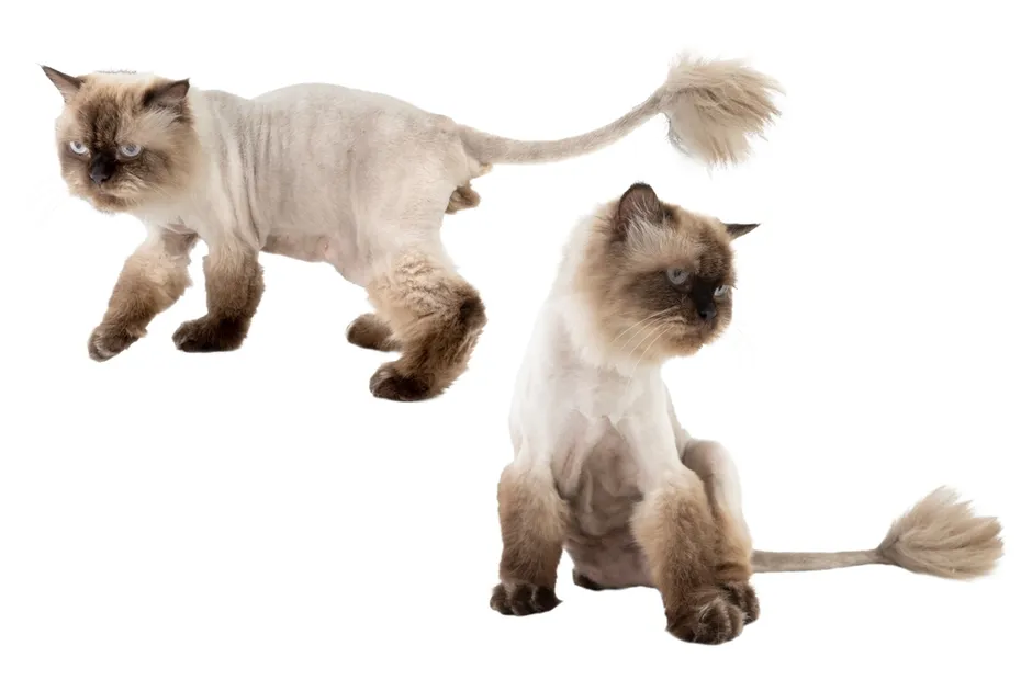 Cat sporting a lion's cat