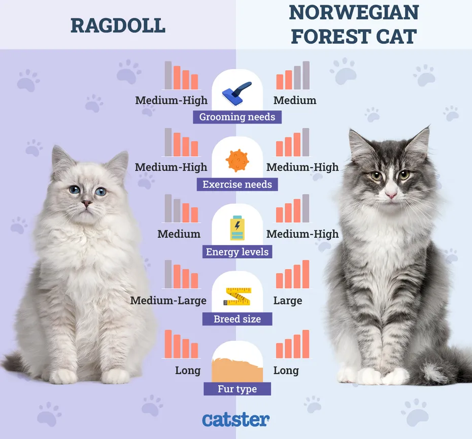 Catster_Side by Side Comparison Ragdoll vs Norwegian Forest Cat