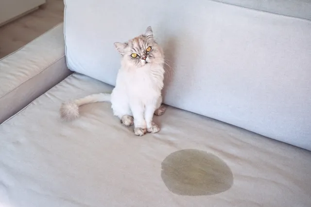 Why Cats Pee on Furniture (And How to Make Them Stop)