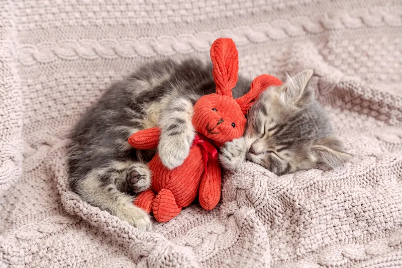 kitten hugging plush toy