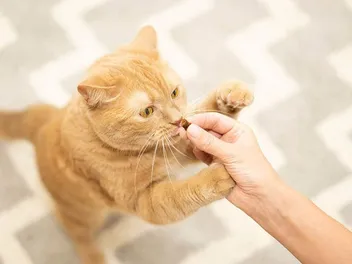 Are There Cat Hemp Treats? Vet-Verified Health & Safety Facts