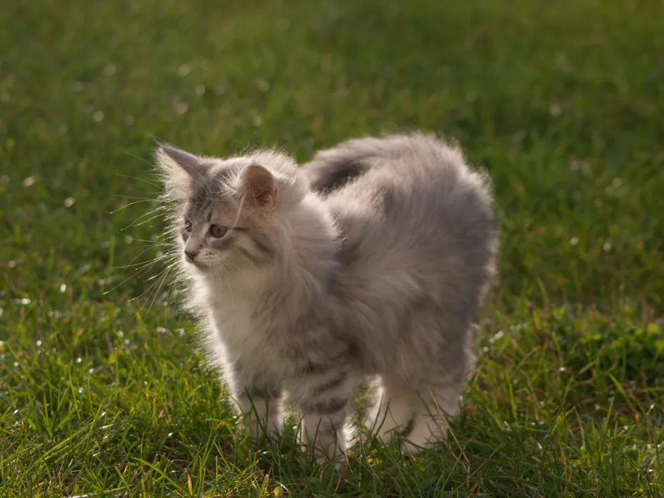 blue patched tabby norwegian forest cat kitten