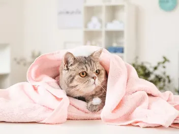 11 Best Cat Shampoos for Shedding – 2026 Reviews & Top Picks