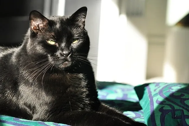 How Long Do Bombay Cats Live? Vet-Verified Facts & Data