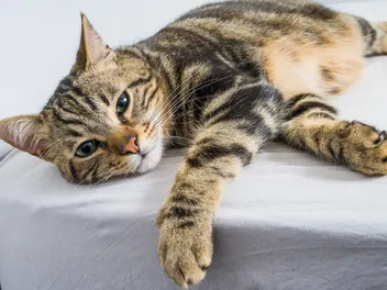 Why Is My Cat Lethargic & Limping After a Vaccine? Vet-Verified Facts