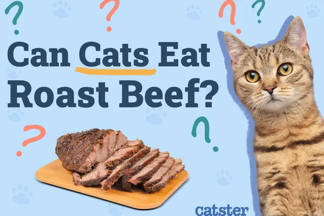 Can Cats Eat Roast Beef? Vet Reviewed Benefits & Concerns