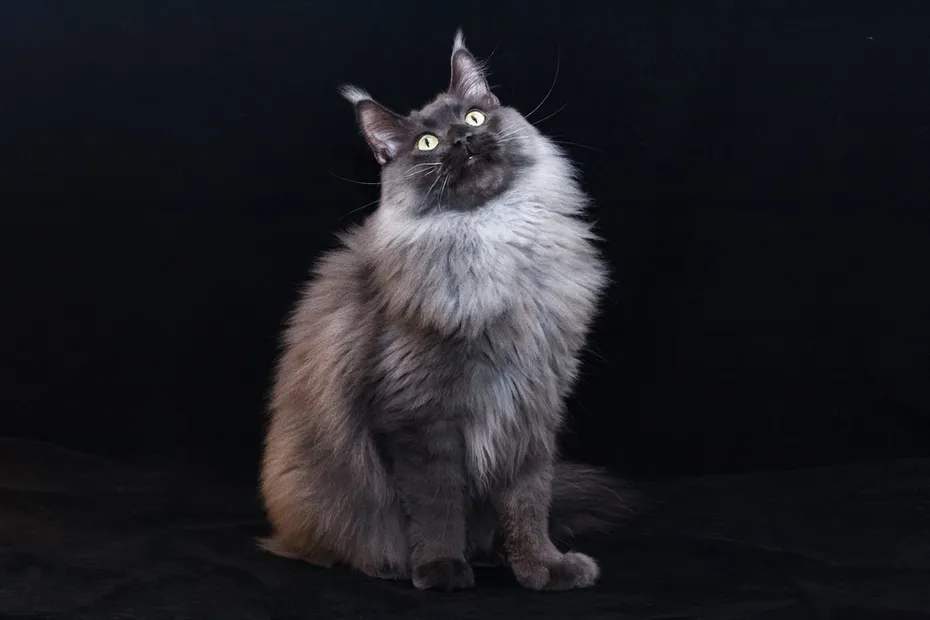 Portrait of a blue smoked sitting Maine Coon cat on black background